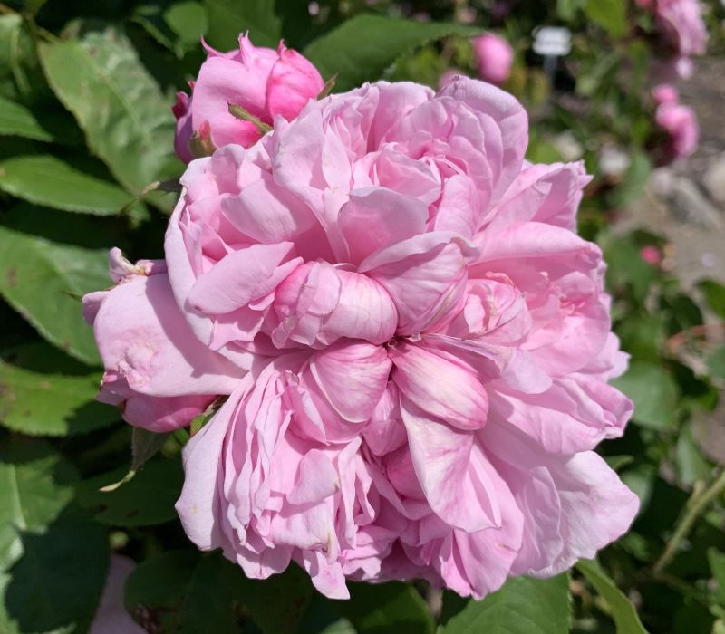 Rosa-Hybride 'Sidonie'