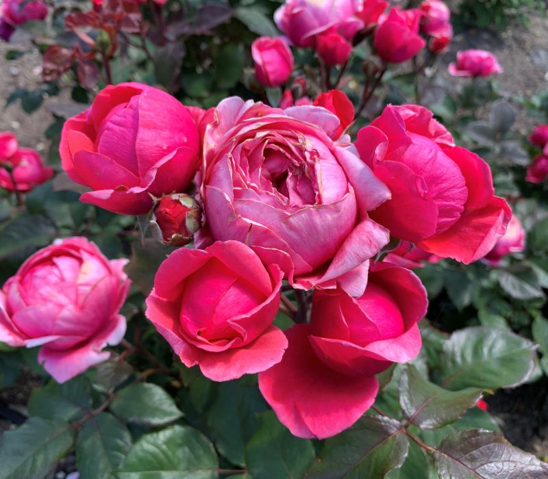 Rosa-Hybride 'Gartenprinzessin Marie-José'
