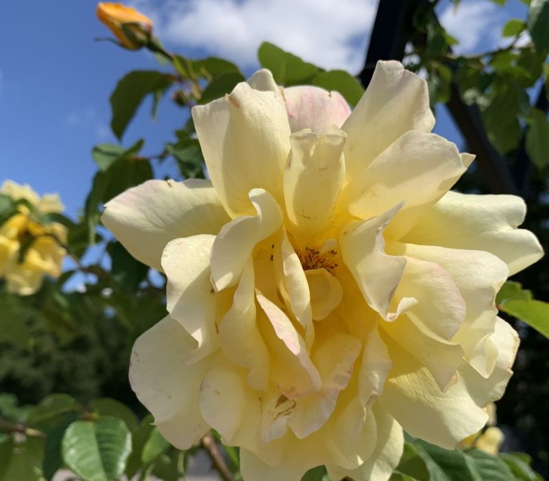 Rosa-Hybride 'Golden Gate'