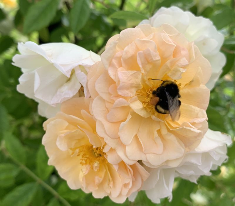 Rosa multiflora-Hybride 'Ghislaine de Féligonde'