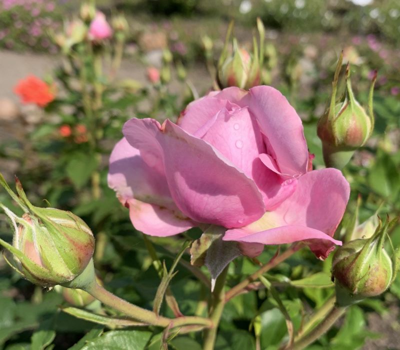 Rosa-Hybride 'Königin Marie'