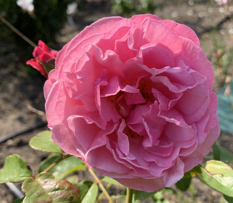 Rosa-Hybride 'Wildberry'