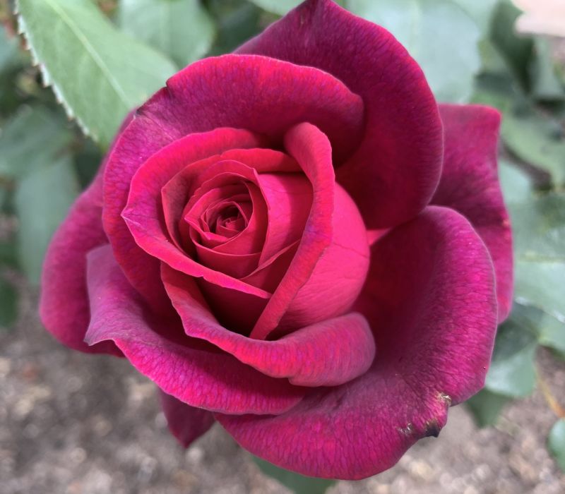 Rosa-Hybride 'Gräfin Diana'