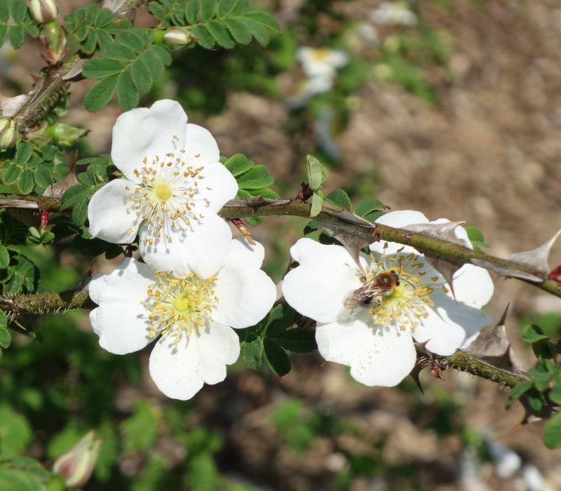 Rosa omeiensis f. pteracantha