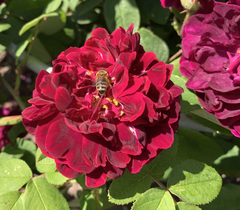 Rosa gallica-Hybride 'Tuscany Superb'