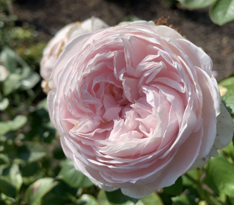 Rosa-Hybride 'Herzogin Christiana'