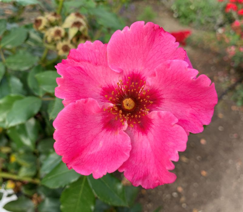 Rosa persica-Hybride 'Persepolis'