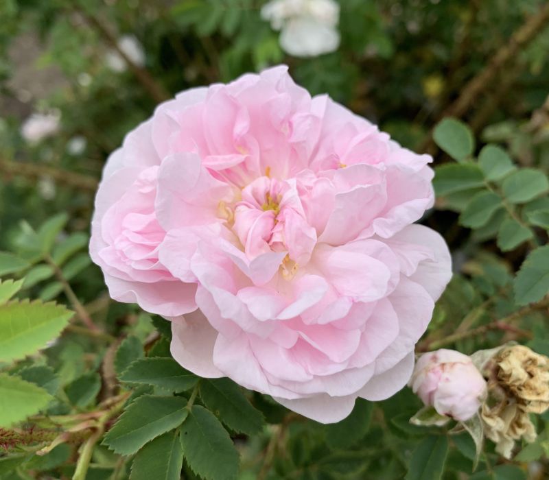 Rosa pimpinellifolia-Hybride ' Stanwell Perpetual'