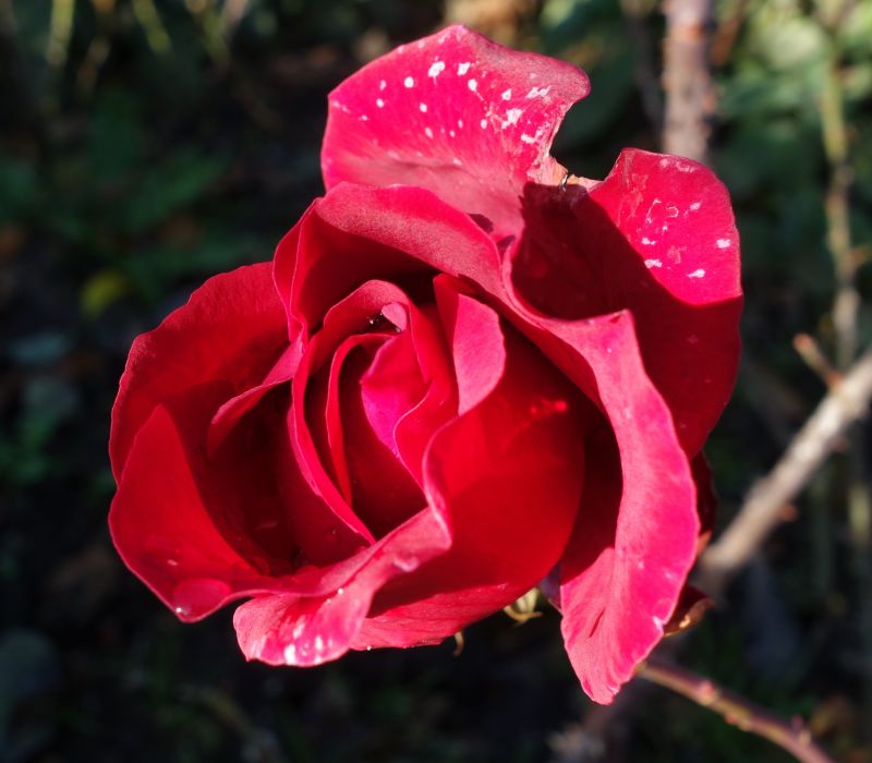 Rosa-Hybride 'Erotica'