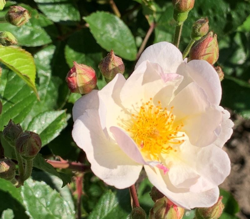 Rosa-Hybride 'Trier'