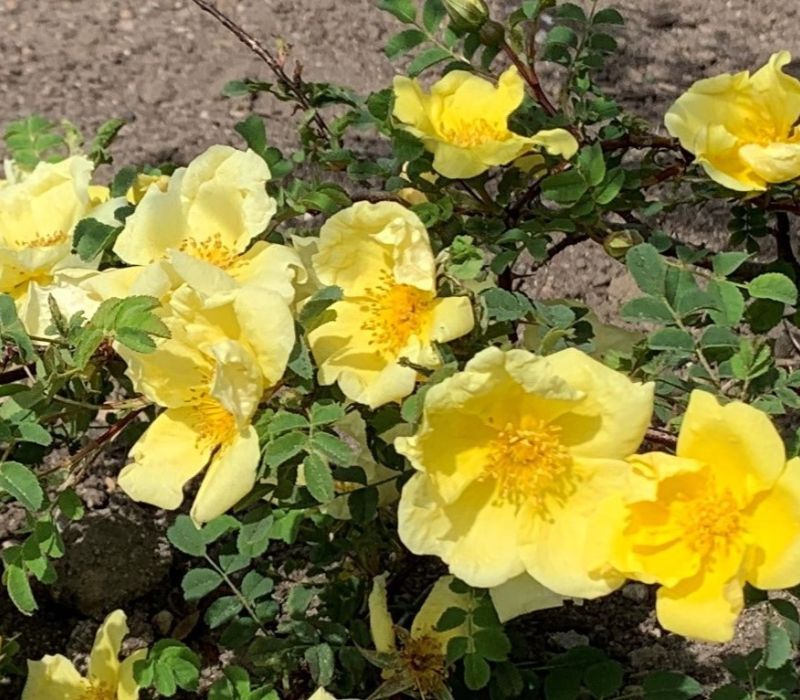 Rosa hugonis