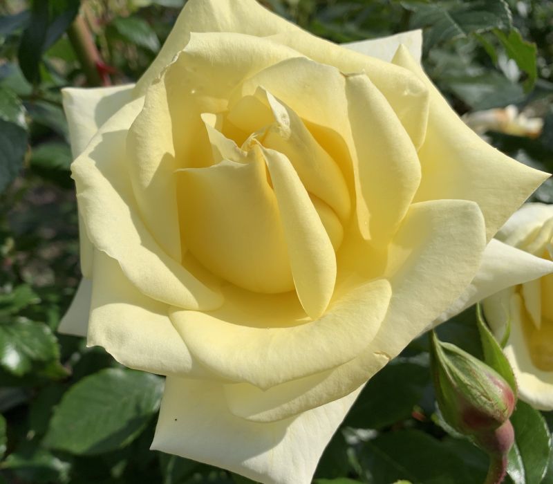 Rosa-Hybride 'Limona'