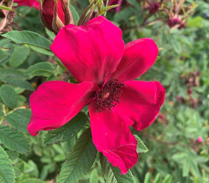 Rosa-Hybride 'Strandperle Norderney'