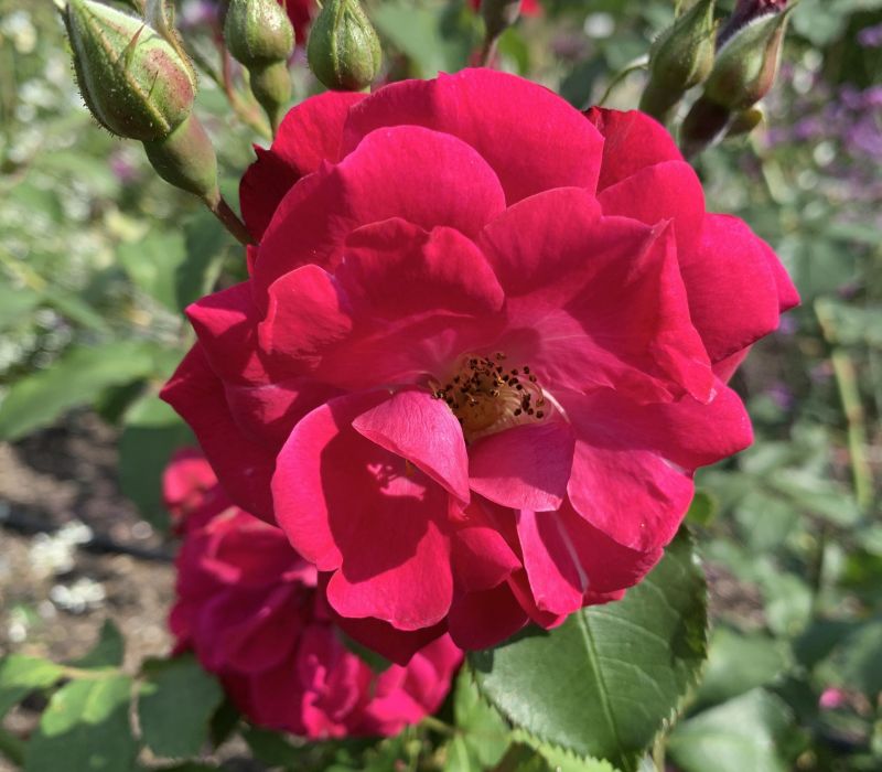 Rosa-Hybride 'Wilhelm'