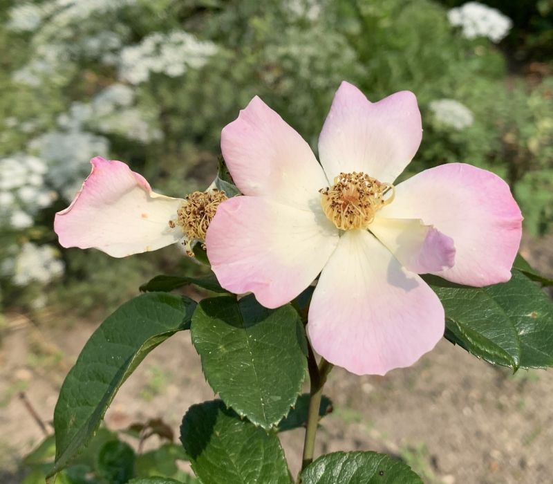 Rosa-Hybride 'Hammonia'
