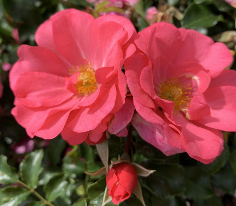 Rosa-Hybride 'Medley Pink'
