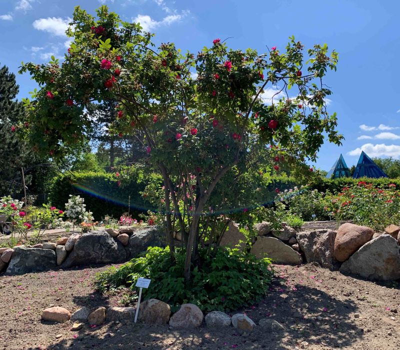 Rosa rugosa-Hybride 'Cibles'