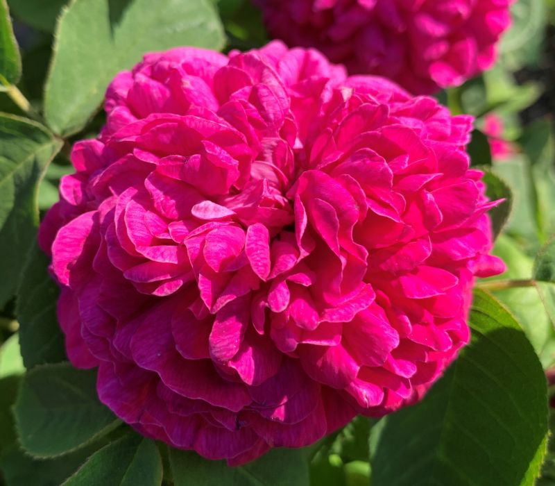 Rosa  damascena-Hybride 'Rose de Resht'
