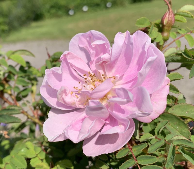 Rosa spinosissima-Hybride 'Mon Amie Claire'