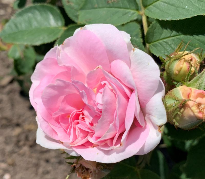 Rosa alba-Hybride 'Great Maidens Blush'