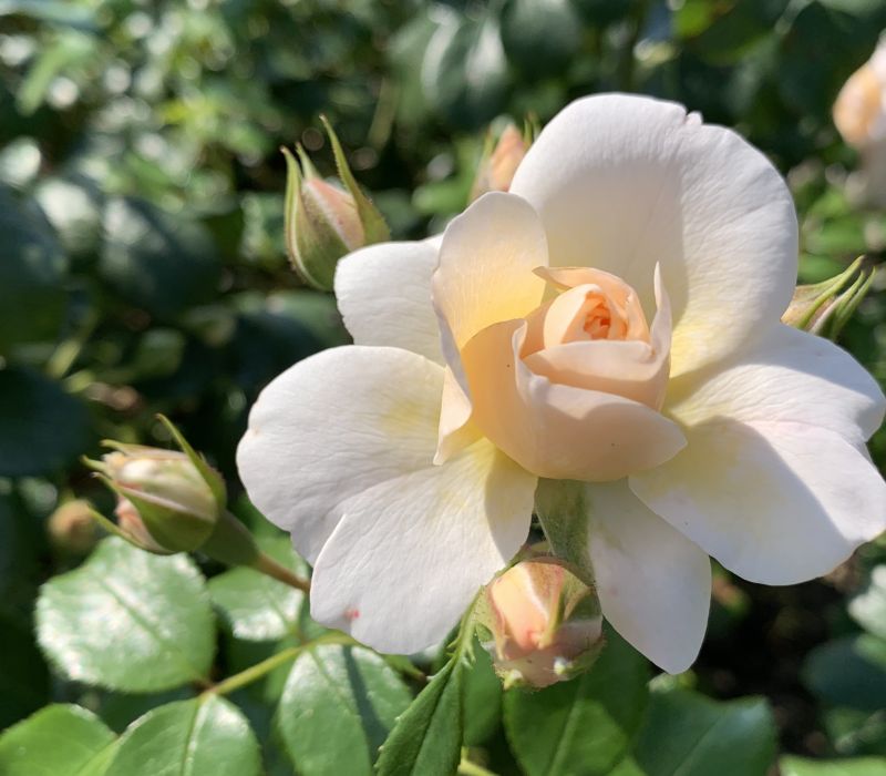 Rosa-Hybride 'Hermann-Hesse-Rose'