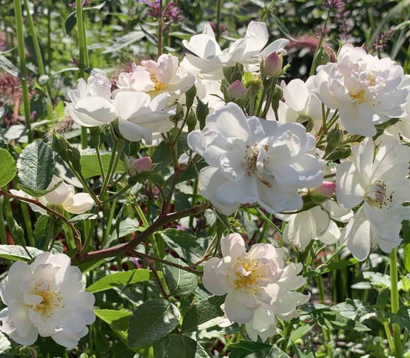Rosa moschata-Hybride 'Hedi Grimm'