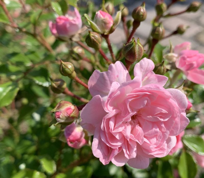 Rosa-Hybride 'The Fairy'