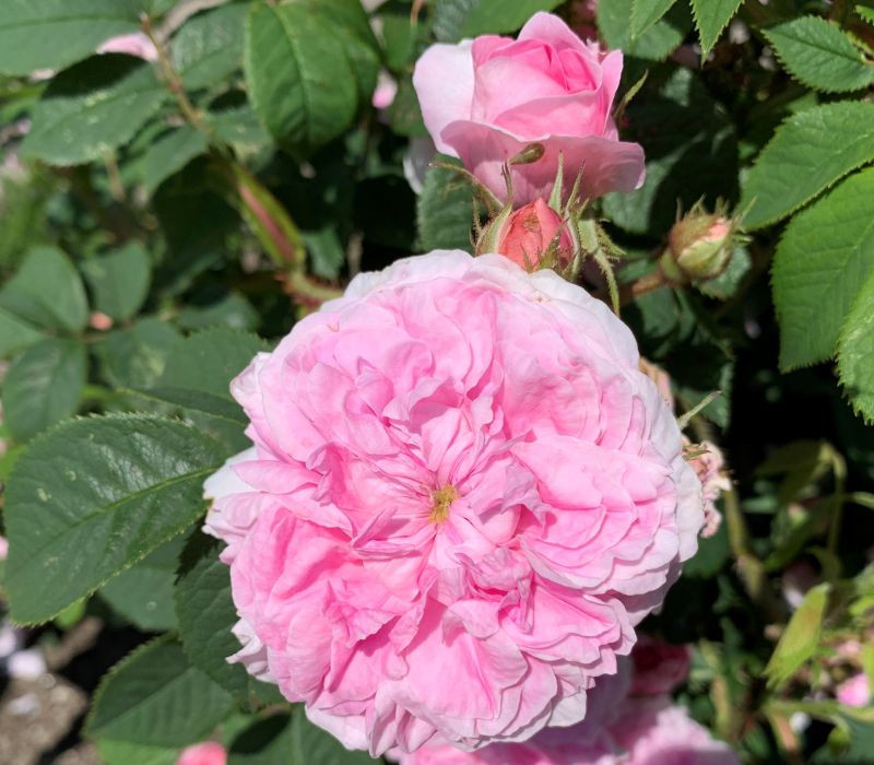 Rosa alba-Hybride 'Königin von Dänemark'