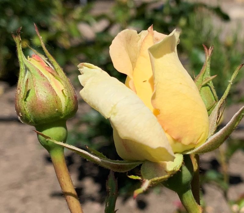 Rosa-Hybride 'Madame Anisette'