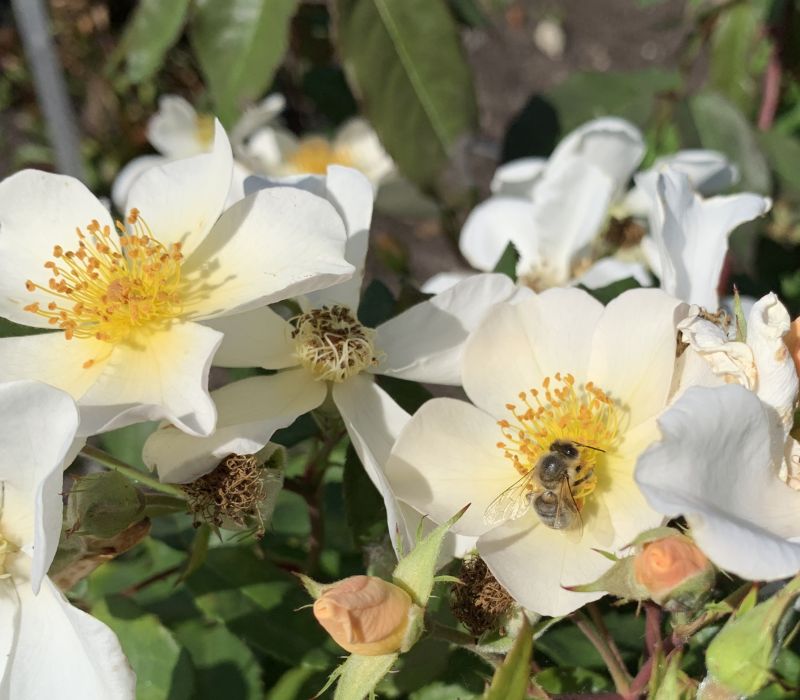 Rosa moschata-Hybride 'Rosalita'
