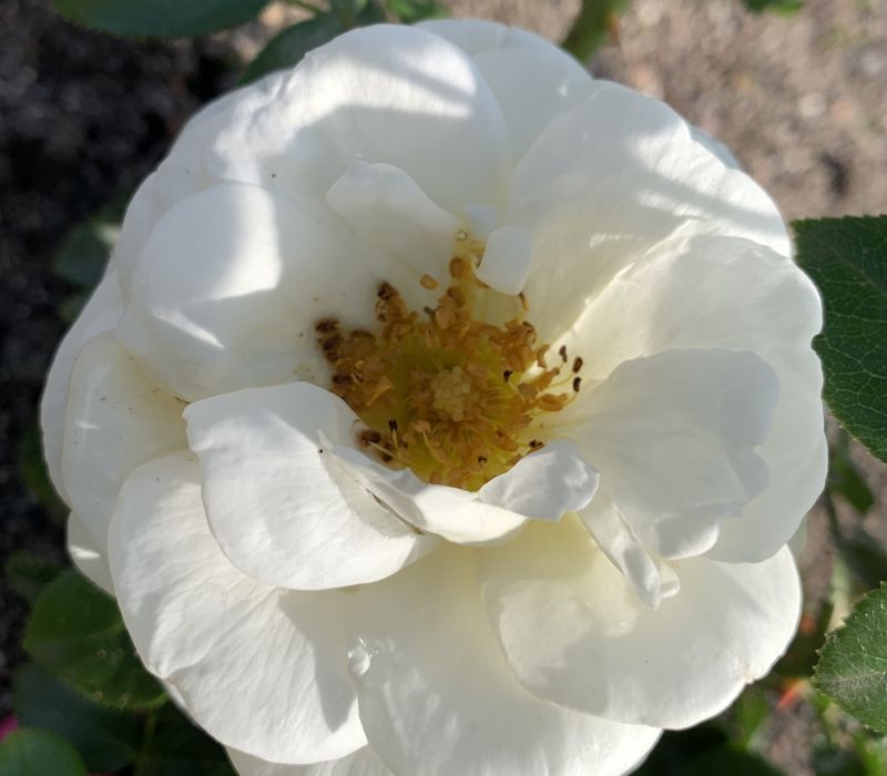 Rosa-Hybride 'Solo'