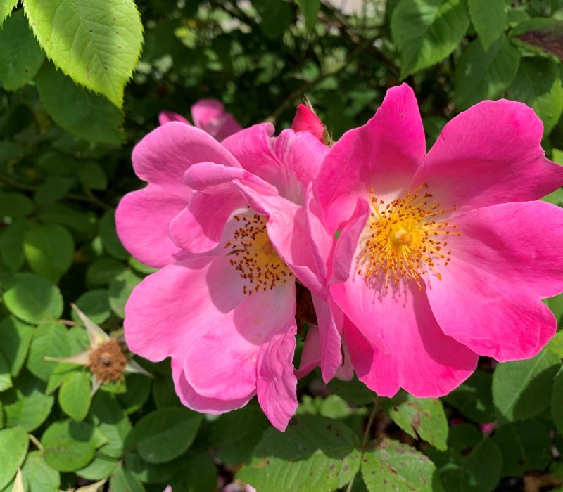 Rosa gallica 'Complicata'