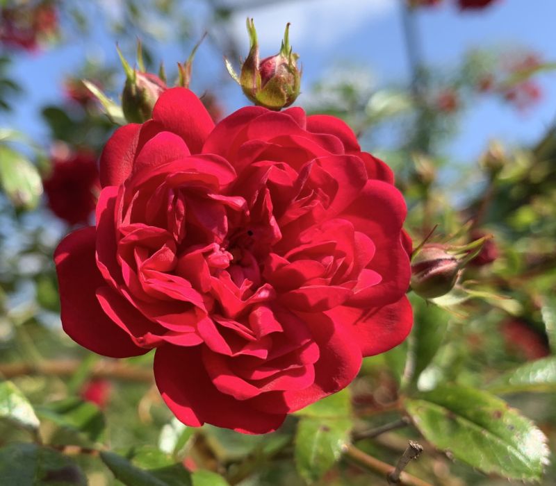 Rosa-Hybride 'Momo'