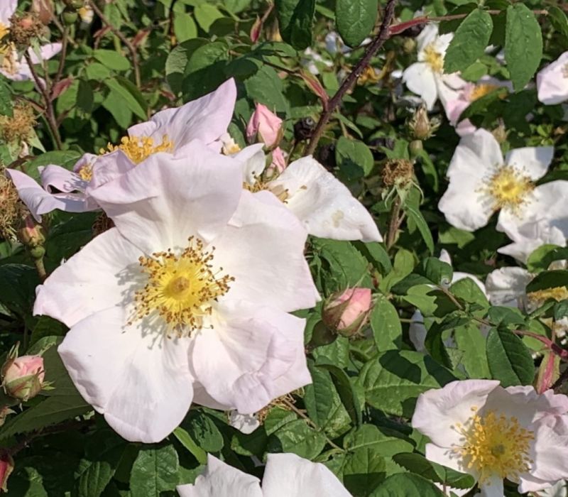 Rosa richardii
