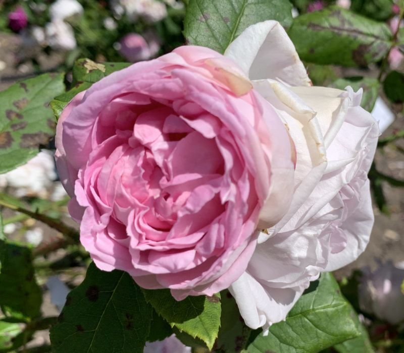 Rosa-Hybride 'Princess of Wales'