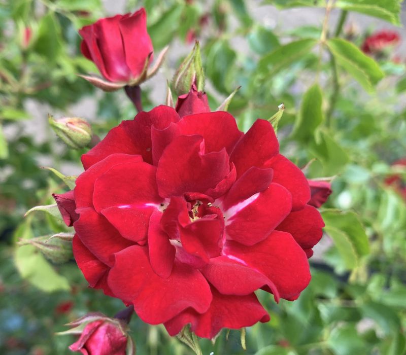 Rosa-Hybride 'Rambling Rosie'