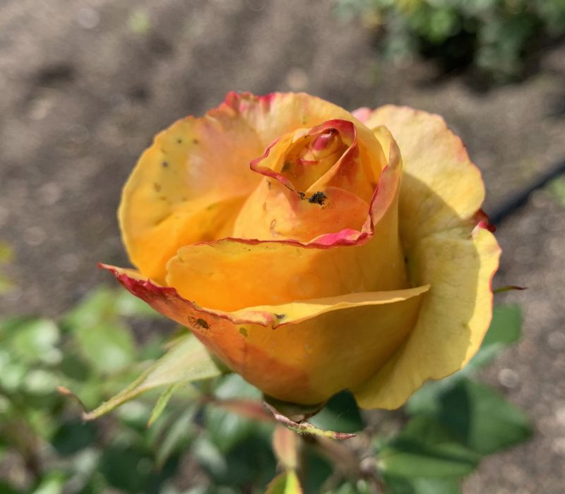 Rosa-Hybride 'Better Times'