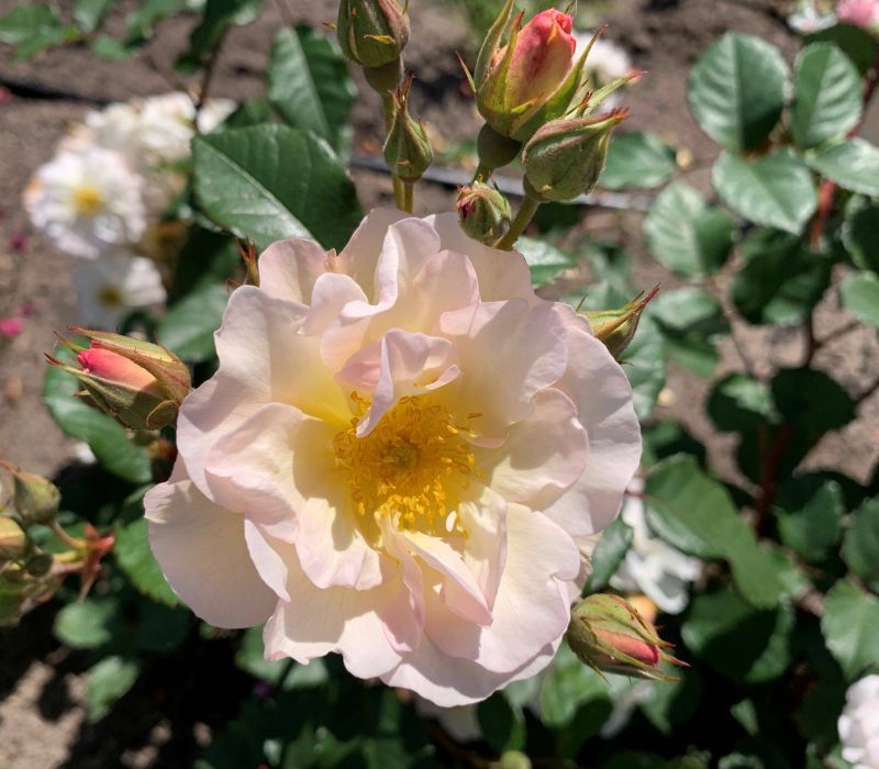 Rosa moschata-Hybride 'Penelope'
