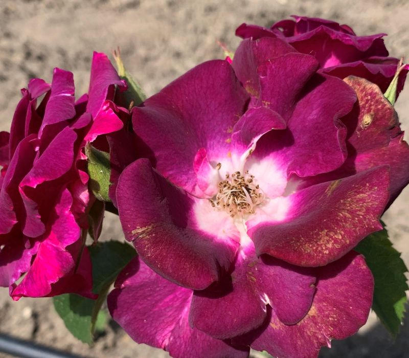 Rosa-Hybride 'Andenken an Anke Kuhbier'